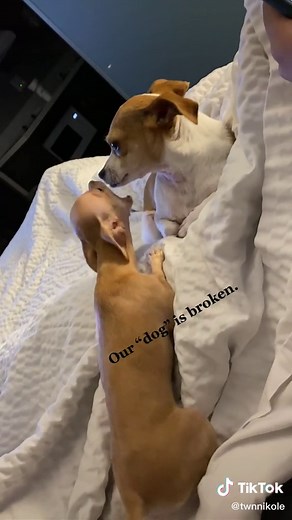 #obnoxius #chihuahua #puppy #dogattack #dogfight #fyp