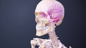 Spinal Cord Anatomy in the Neck