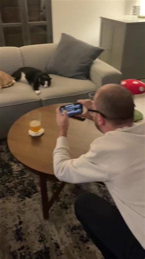 Encouraging my beautiful babies as they model for the spare human. #catdaddy #catsoftiktok #gingercatsoftiktok #tuxedocatsoftiktok