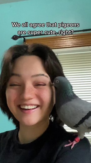 Exploring Misunderstood Animals: The Charm of Pet Pigeons