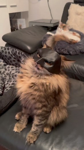 David Krammer on Instagram: "Batman Hat for my CATS 😂 #shorts #3dprinting #diy"