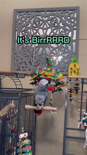 Gizmo's Journey to Learning New Sentences