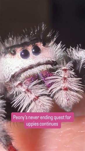 Peony loves uppies! Especially when it comes to the camera lol. She is so friendly as well, one of the least afraid girlies I’ve ever met. Has no fear of hands 🩷 she just recently had her adult molt and looks gorgeous! #PregiusPeony | Spoody Haven