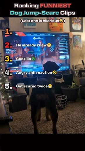 Ranking FUNNIEST Dog Jump Scare Clips