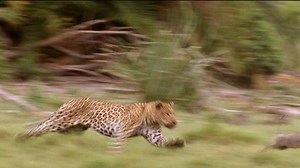 What makes leopards deadly? They're pouncers, not chasers. | National Geographic Animals
