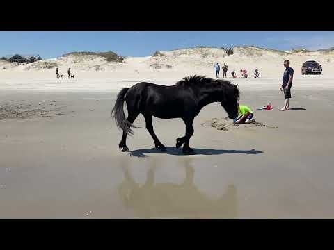 Wild Horses at Carova Beach!