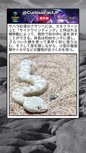 気づいた時には、もう姿がない