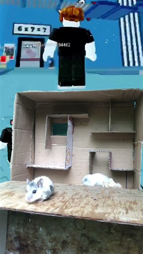 HAMSTER FIGHT IN VERTICAL MAZE‼️ NOT ROBLOX 😱