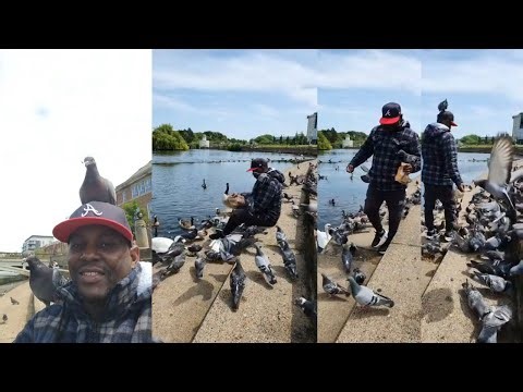 ASMR SOUNDS THERAPEUTIC moments with the PIGEONS in the PARK