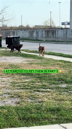 2 big dogs 1 lil me 😳 (Part 1)