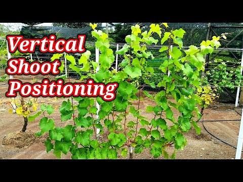 HOW TO TRAIN GRAPES VINE PART 2 | VERTICAL SHOOT POSITIONING