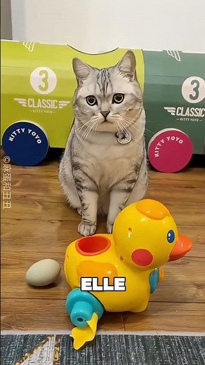 Ce chat pensait que l'œuf était à lui 🥺❤️