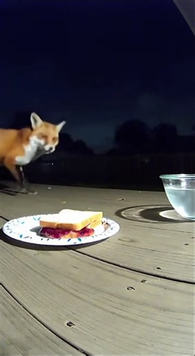 Fox Steals Jelly Sandwich 🦊🥪 | AI Trail Cam Caught It