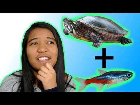 TURTLES AND FISH! - Best Tankmates for a Turtle | Turtle 101