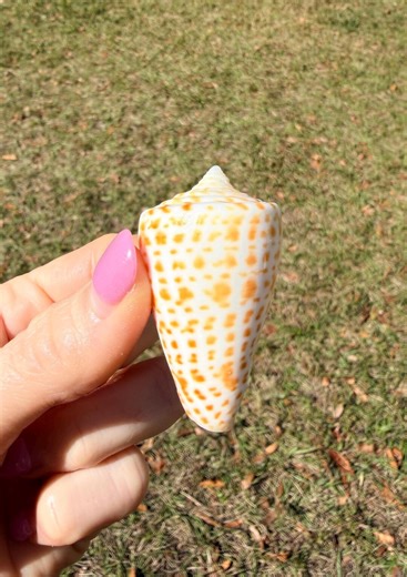 Alphabet Cone Shell (2.0 Inches) + Bonus Shell - Etsy