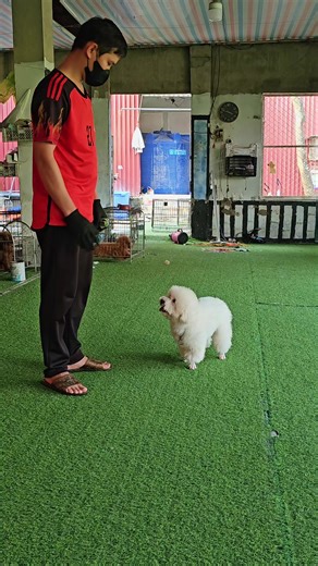 Poodle Training Tips for Enthusiasts