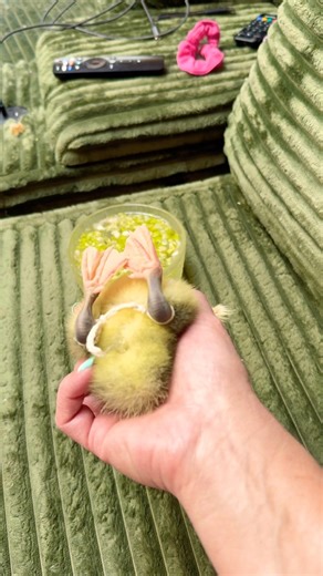 TUTORIAL - How To Fix Splayed Legs. #babygoose #goslings #howto #tutorial ‪@GrahamQuackersFarm‬ 4 more