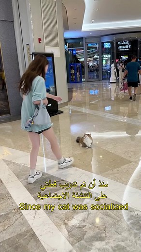 Socializing Your Cat: Tips and Techniques for a Happy and Well-Adjusted Pet