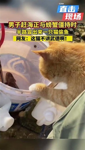 男子赶海与螃蟹僵持时，半路冒出来一只猫咪，不讲武德 #大熱門 #影视聚焦 #搞笑 #萌寵 #感人壹幕 #精彩影视 #影視解説 #熱門 #animals #pets