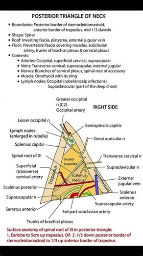 Posterior Triangle of the Neck – Medical Anatomy Overview