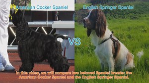 American Cocker Spaniel vs. English Springer Spaniel: A Breed Comparison