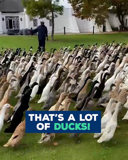 11K views · 465 reactions | 1,200-ducks are doing their part in the vineyard! 閭 | Love This | Facebook