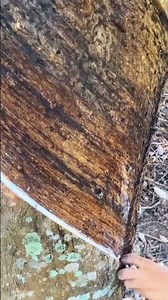 Technique for harvesting rubber tree sap using a special knife