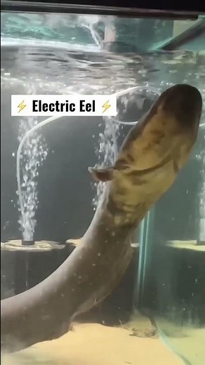 The sounds of an Electric Eel!