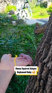 Mama Squirrel Adopts Orphaned Baby 🐿️ ❤️ | Lovimals