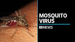 What you need to know about Japanese encephalitis