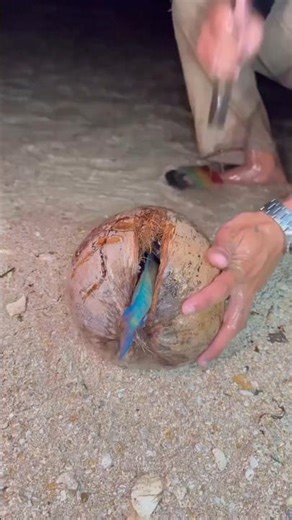“You Won’t Believe What Was Hidden Inside This Coconut! 😱🥥🐟”