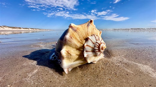 Lightning whelks: The official state shell of Texas is also a fascinating marine predator