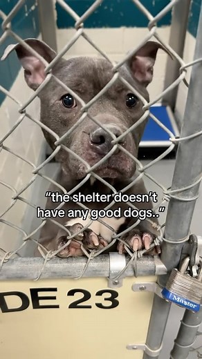 visit pets.wake.gov to discover the amazing animals available for adoption at @wakegovpets. ❤️ #shelterdog #rescuedog #adoptme #adoptdontshop #raleigh #durham #northcarolina | Adopt Raleigh