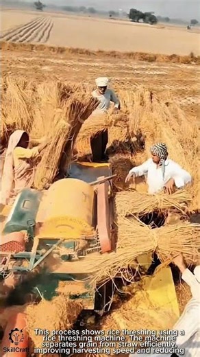 Rice Threshing Process Work Tool with Rice Threshing Machine #worktool