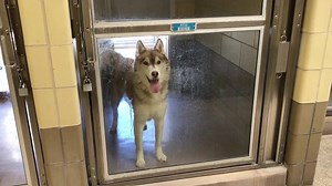 RAZEL #A1119251 owner surrender Now Status: RED Behavior: Gets along great with staff! absolutely no talking crap about the owner in this situation. You will be banned. Razel #A1119251 I am a neutered male, red and white Siberian Husky. The shelter staff think I am about 4 years old. I have been at the shelter since Sep 20, 2018. https://petharbor.com/pet.asp?uaid=RVSD.A1119251 Please read 👇🏻👇🏻👇🏻👇🏻 Saving Riverside Shelter Dogs Facebook page is volunteer run. We do not work for or volunt