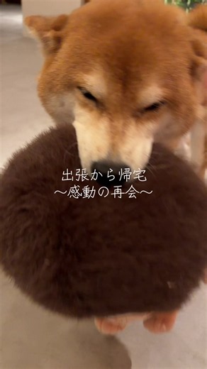 再会 犬｜出張から帰宅した柴犬との感動の再会