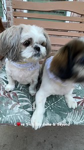 188K views · 10K reactions | Take time to enjoy time ❤️❤️❤️ Add a pup or two to the mix  #shihtzupekefamily #shihtzupekeandfamily #loveshihtzupekeandbeyond #shihtzu #peke #pekingese #doglife #doglover #shihtzulovers #shihtzulove #dog #mansbestfriend | Love Shih Tzu Peke & Beyond | Facebook