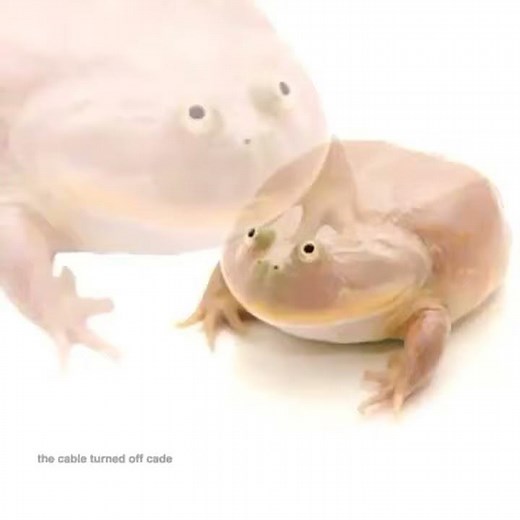 BEST DAB EVER (Hilarious Frog Dab Vine) | Trending Comedy Vines July 2016