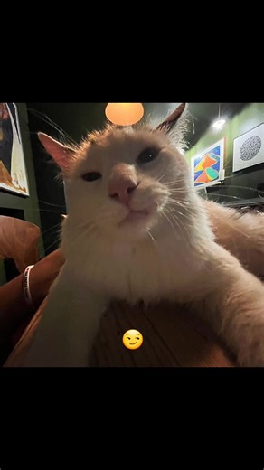 Funny Cat Memes Compilation for Cat Lovers