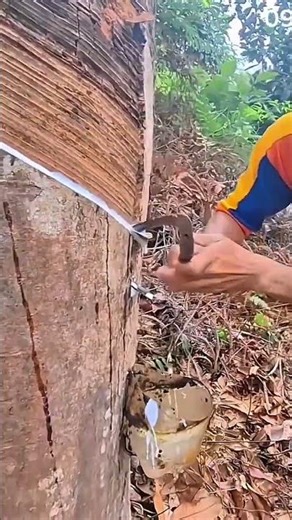 The process of extracting tree sap with the skin peeled
