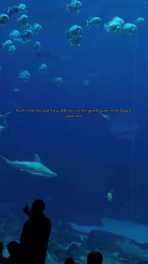 Encountering the Majestic Whale Shark at Atlanta's Aquarium