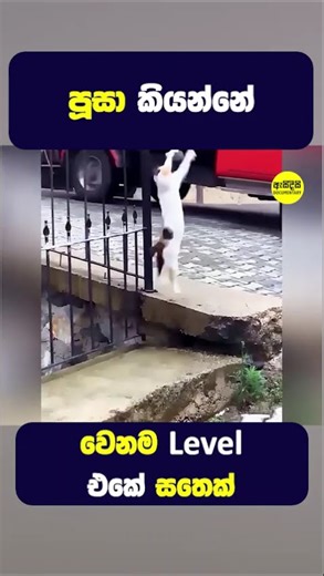 පූසා කියන්නේ වෙනම level එකේ සතෙක් #shorts
