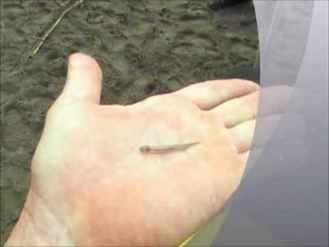 Candiru - The most feared fish by humans