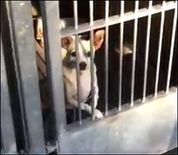 6.5K views · 490 reactions | RESCUED by The Pet Adoption Center of...