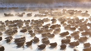 This is Shentou Spring, situated along the Sanggan River in Shanxi Province's Shuozhou City. The spring maintains a temperature above 14 degrees Celsius throughout the year, making it an ideal habitat for wild birds during winter. Recently, nearly 1,000 migratory birds arrived at the site, enjoying the warm waters. | CGTN