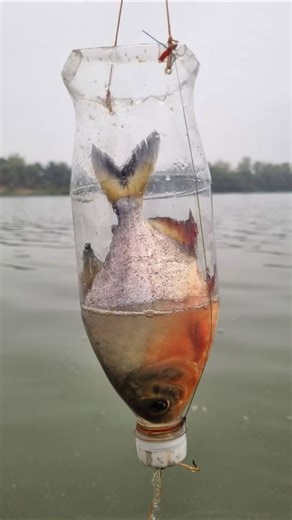 Amazing unique plastic bottle trapfishing method #fish #trap #fishing #short