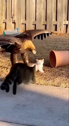 The eagle went for the kitten… the mother cat stopped him.