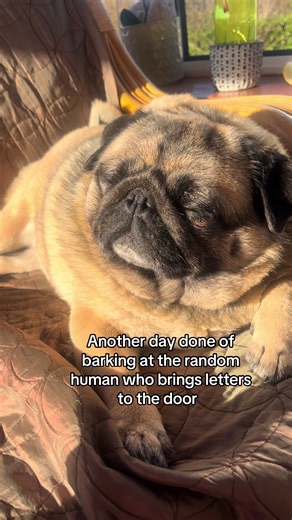 Can relax for another day! #pug #pugs #dog #dogs #chill