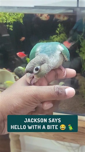 Jackson Says Hello With A Bite 😂 🦜 #petbirds #conure #birds #relax #birdlovers #birdvideo