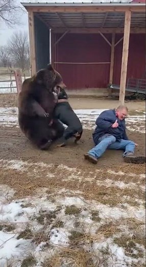 Rottweiler dog saves man from bear attack